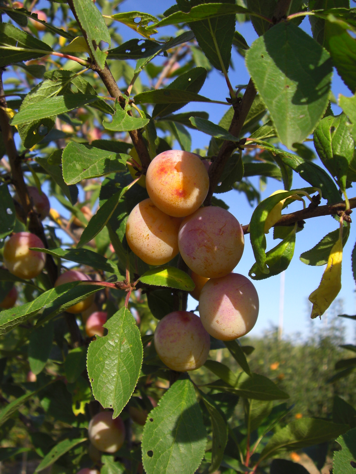 Mirabelle | Aprikose | Pfirsich